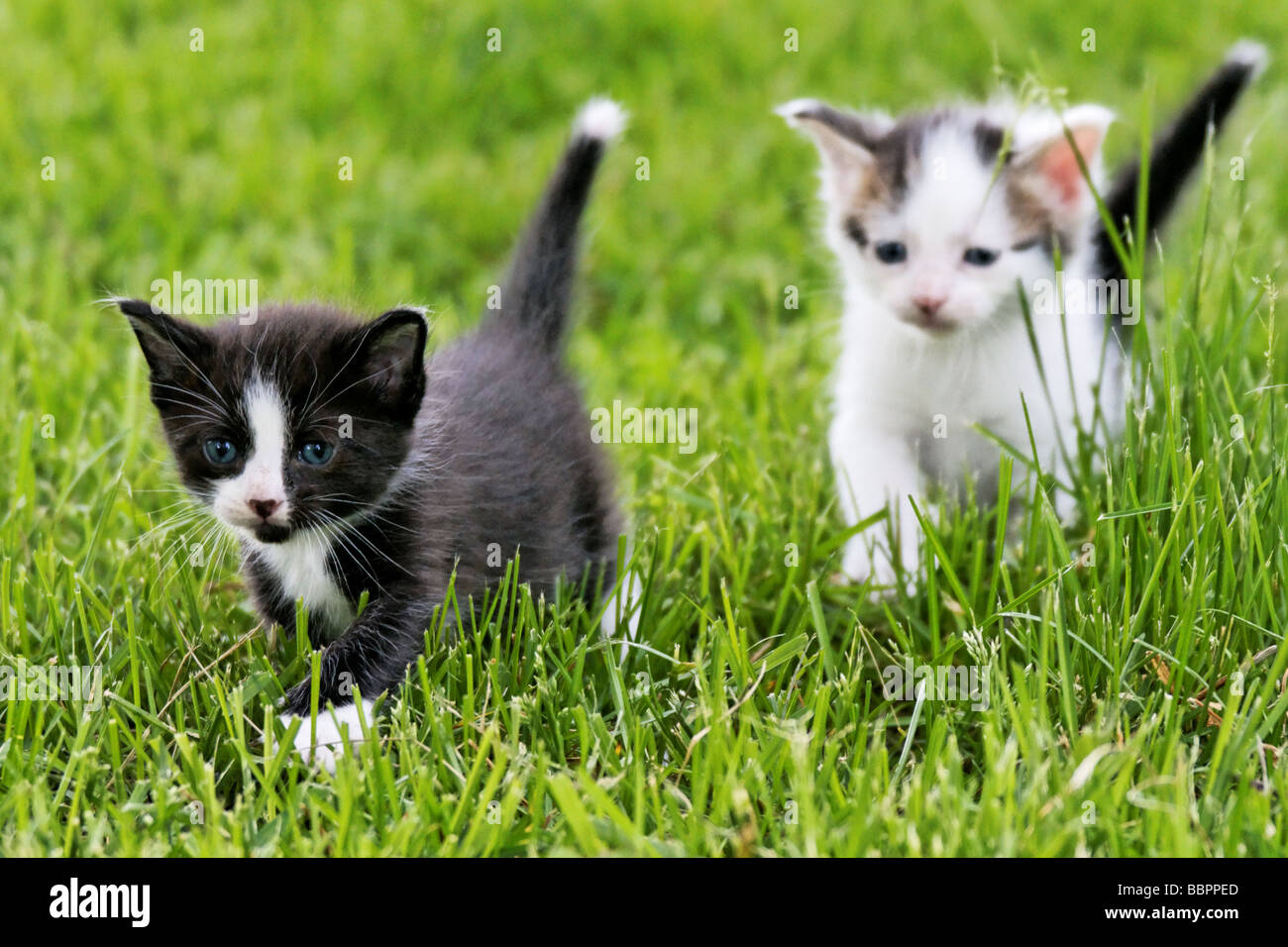 Kittens playing outside in the grass. Stock Photo