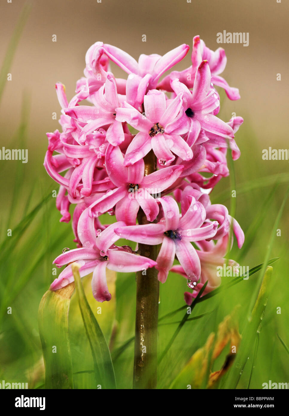 Hyacinth Plant Stock Photo