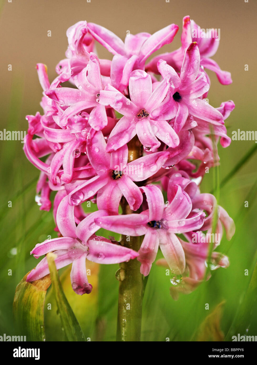 Hyacinth Plant Stock Photo