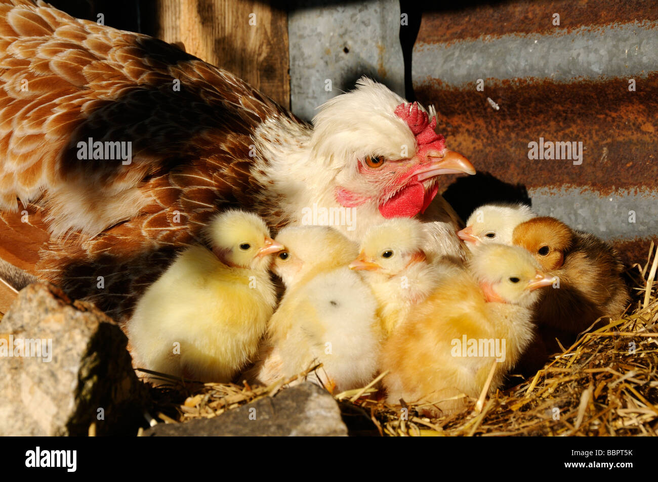 Stock photo of a mother Hen with her newborn chicks Stock Photo