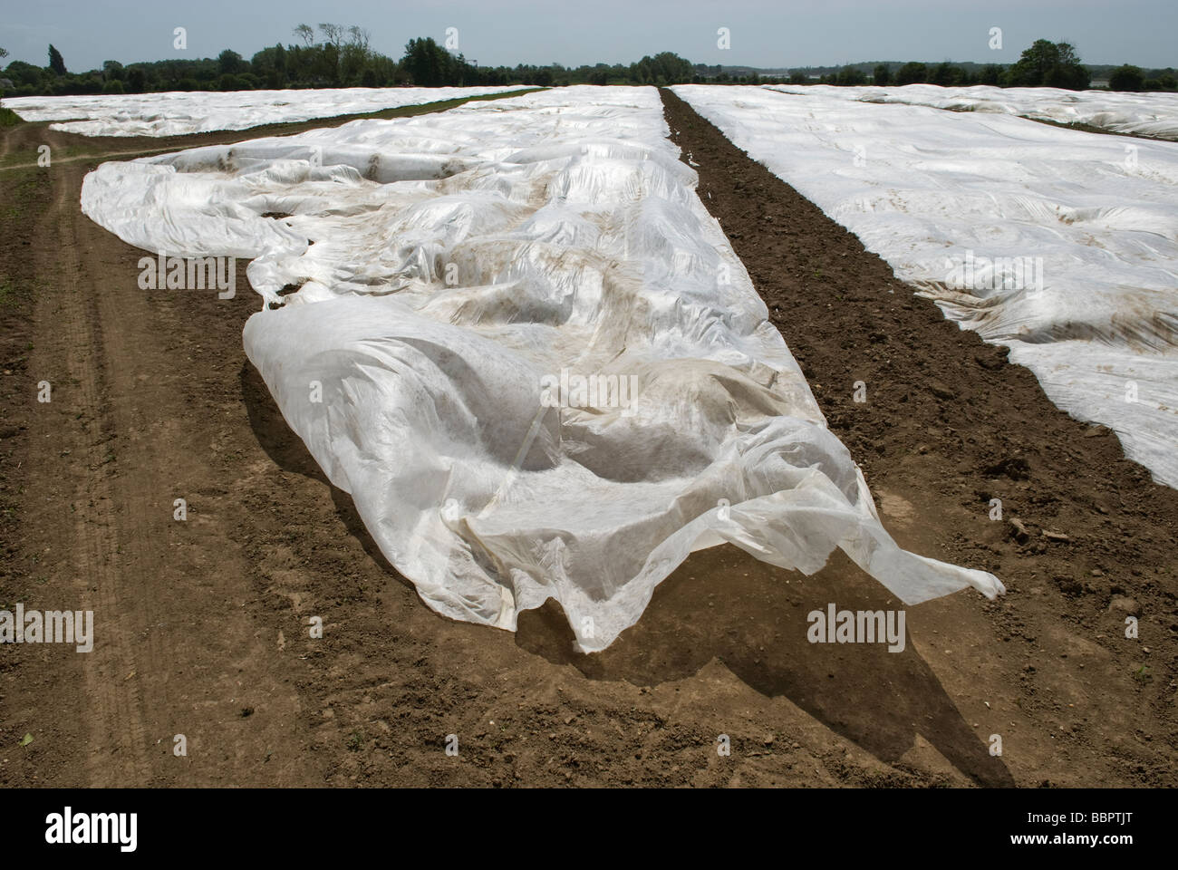 Fleece covering young Maize plants photographed on a windy day Stock Photo