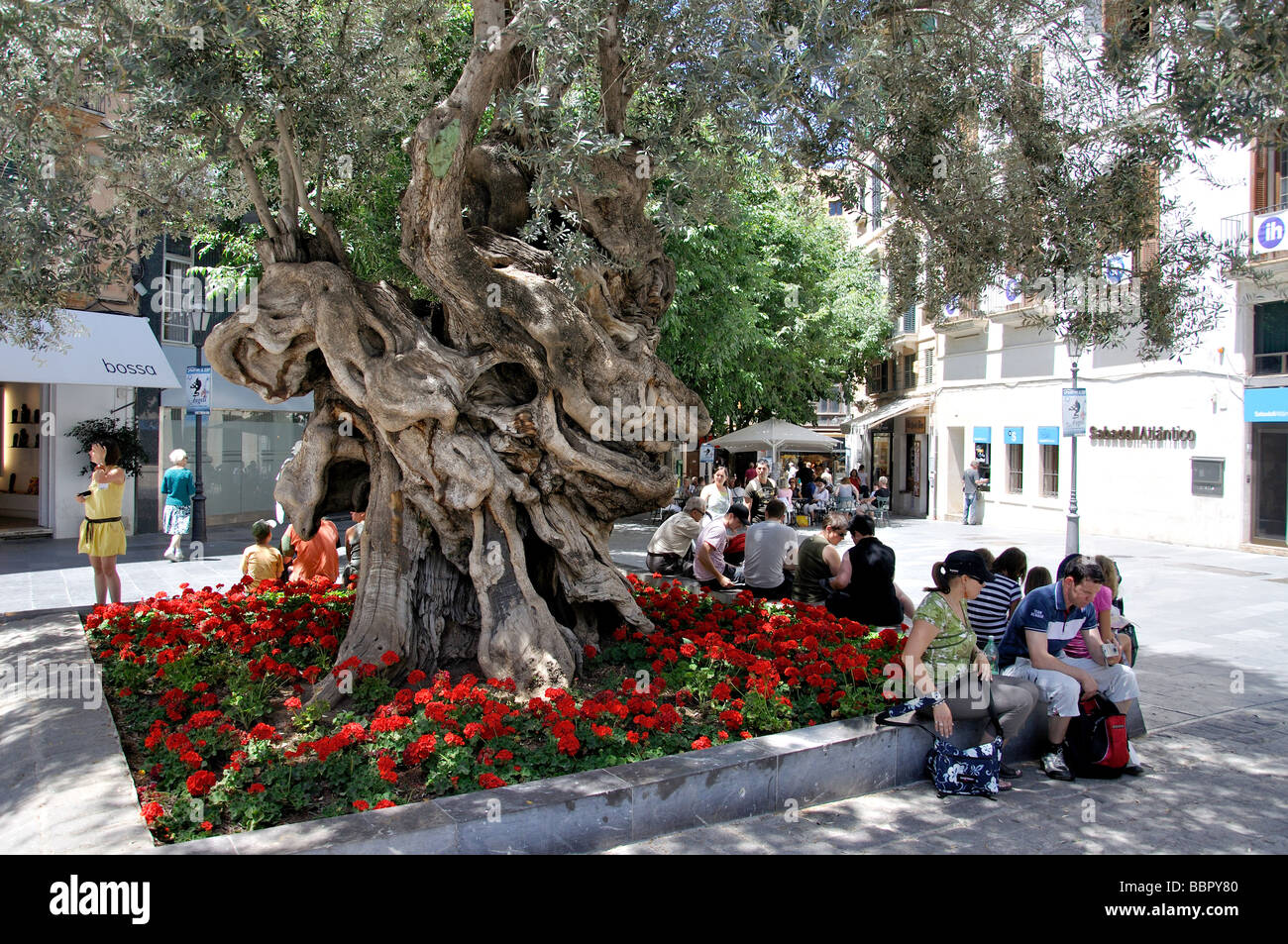Ancient olive tree, Placa Cort, Palma de Mallorca, Palma Municipality, Mallorca (Majorca), Balearic Islands, Spain Stock Photo