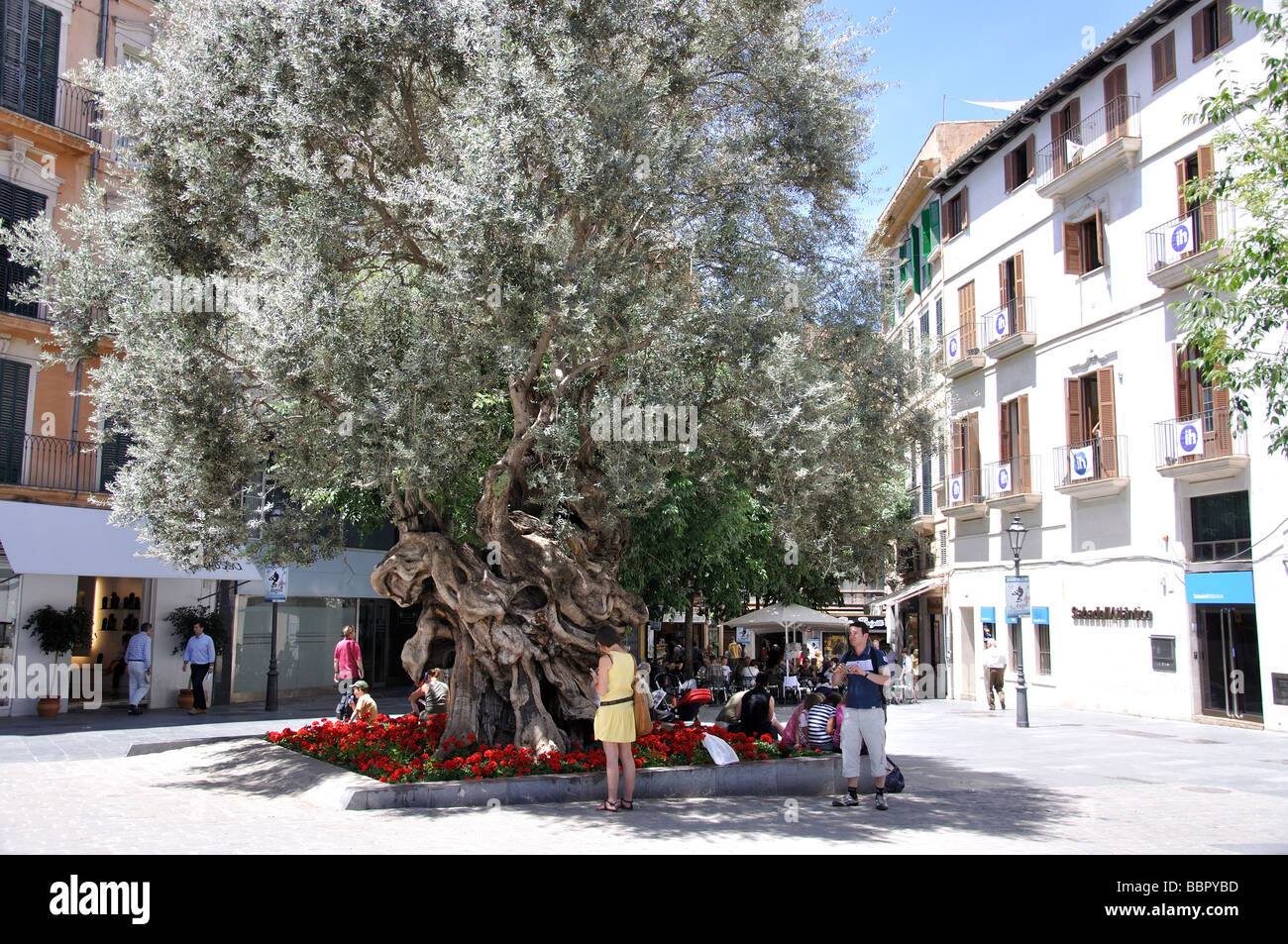 Ancient Olive Tree Placa Cort Palma De Mallorca Palma Stock