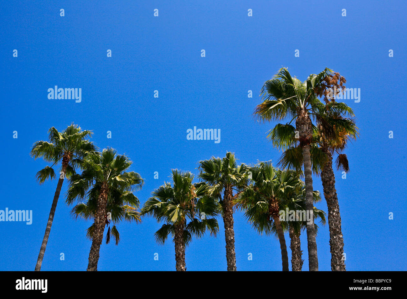 palm trees, california, usa Stock Photo Alamy