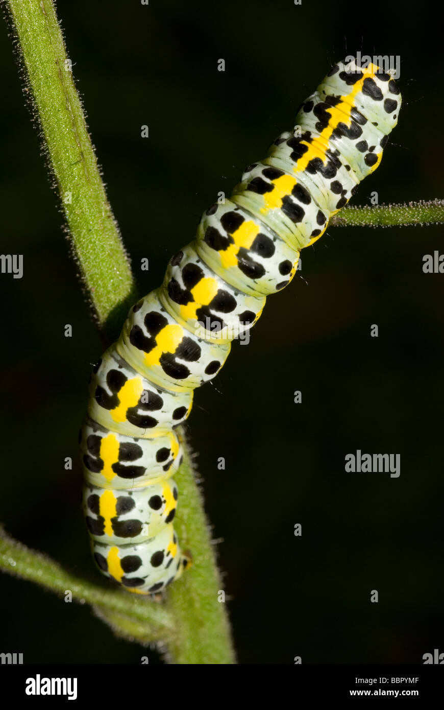 Caterpillar of Shargacucullia scrophulariphila moth Stock Photo Alamy