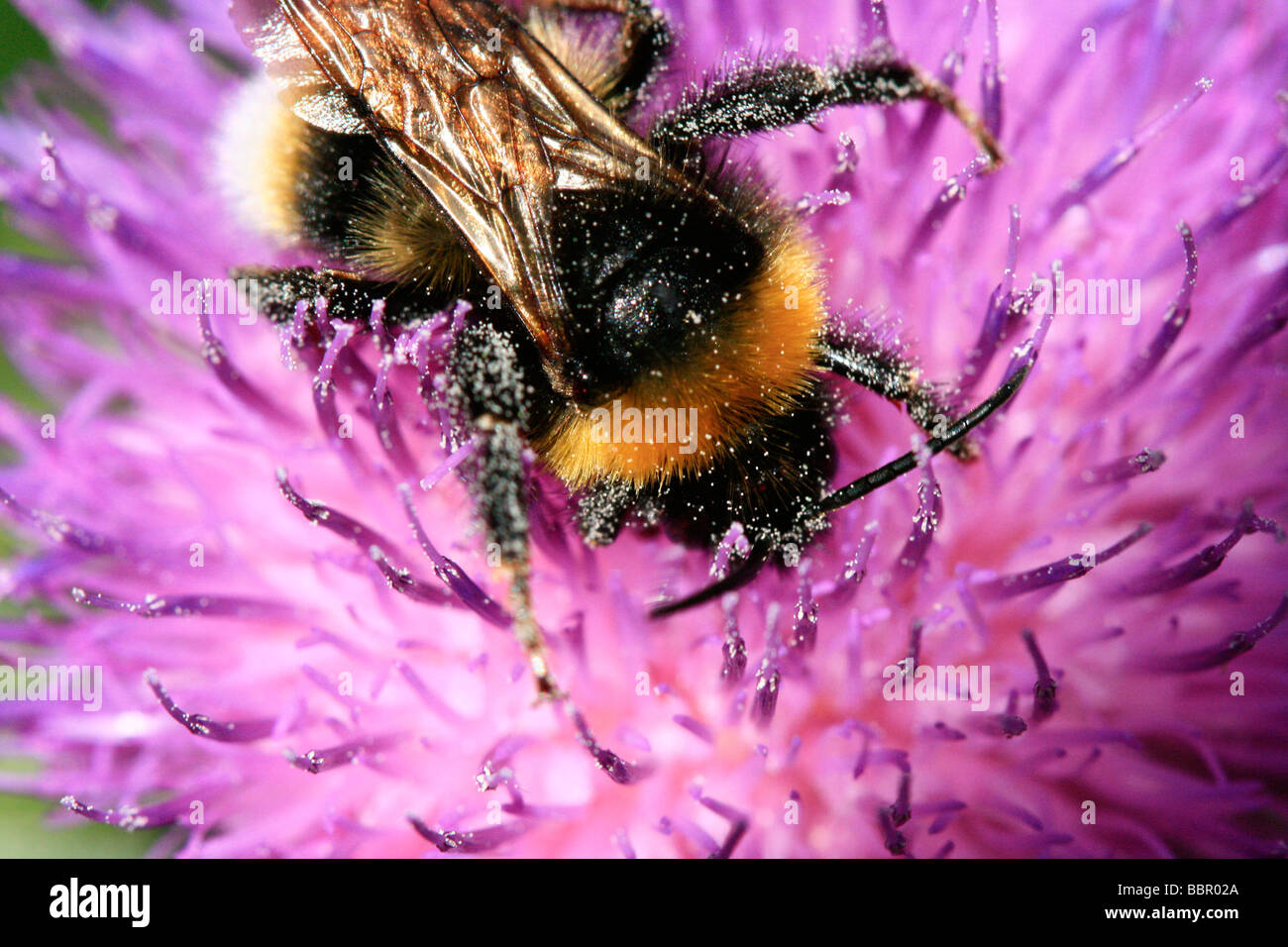 A bumblebee on a thistle Stock Photo