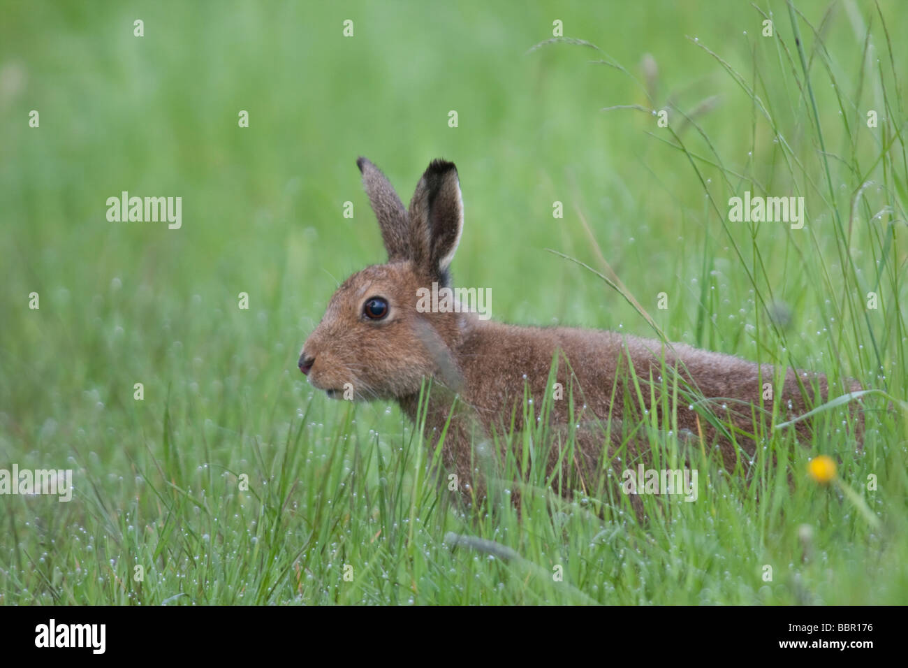 Irish Hare. Stock Photo
