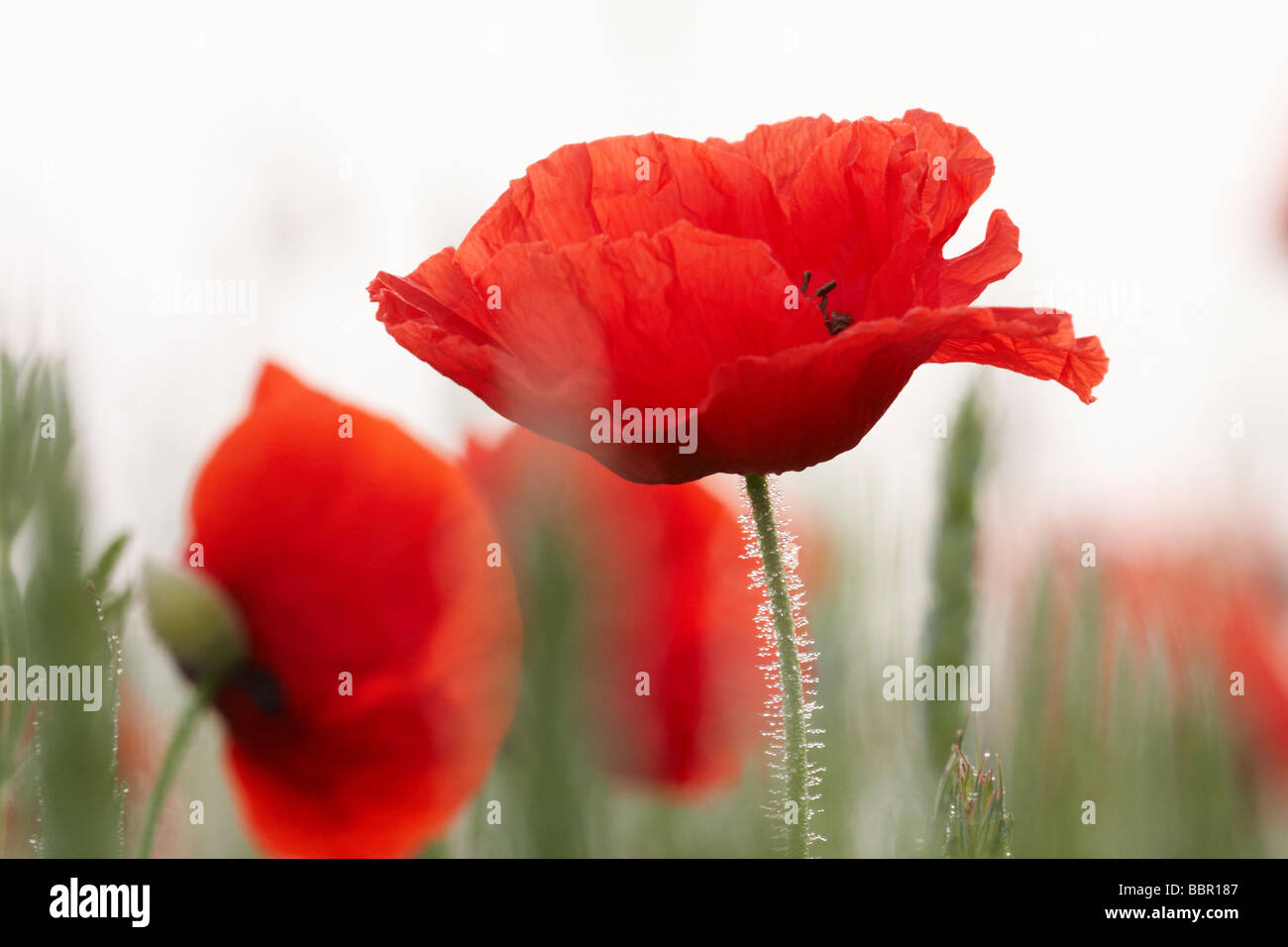 common poppy, corn poppy, red poppy (Papaver rhoeas), single blossom with poppy field behind Stock Photo