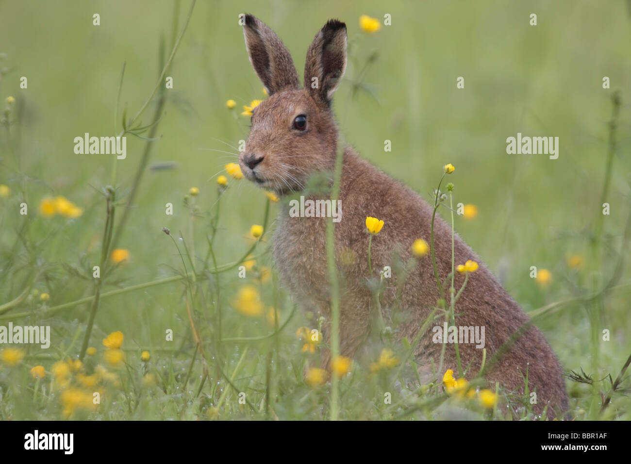Irish Hare. Stock Photo