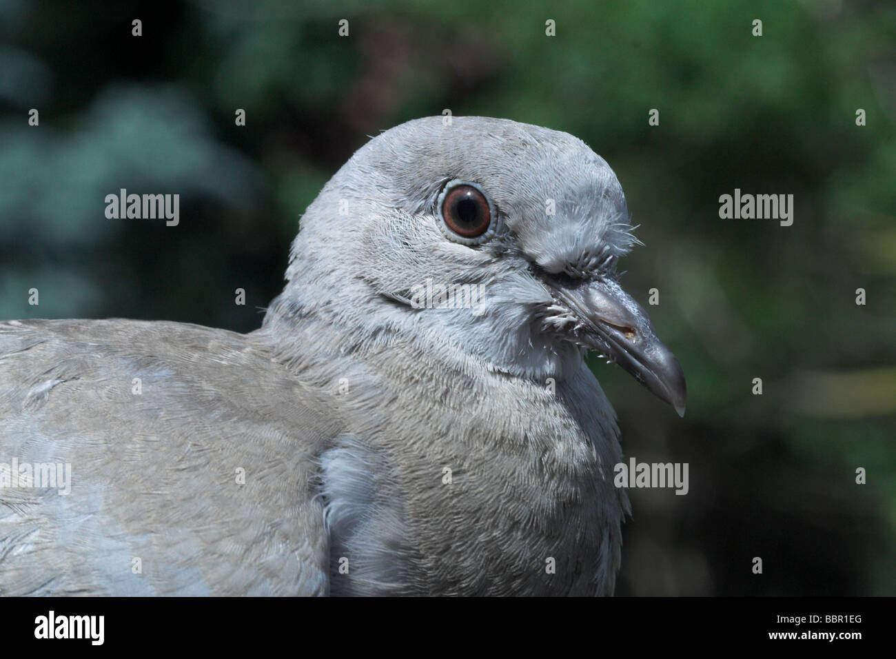 Juvenile Collared Dove. Stock Photo