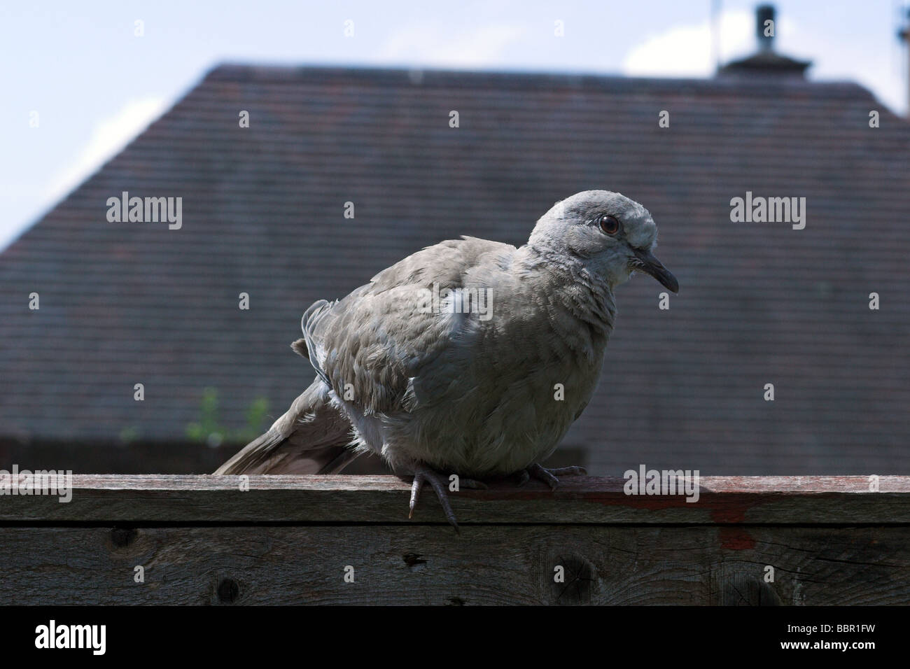 Young Collared Dove perched on garden fence. Stock Photo