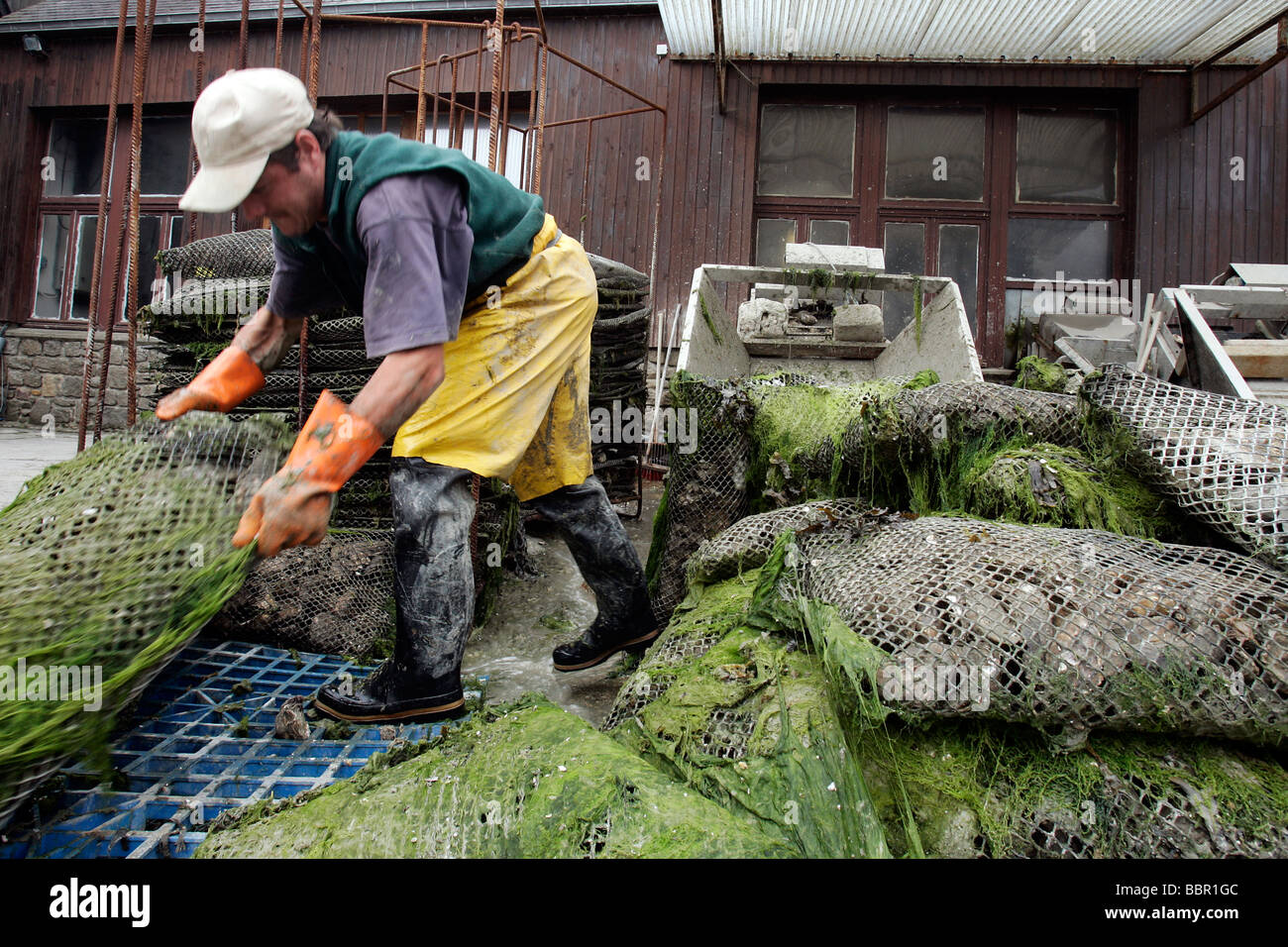CLEANING OF THE OYSTER POCKETS, CANCALE, ILLE-ET-VILAINE (35), FRANCE Stock Photo