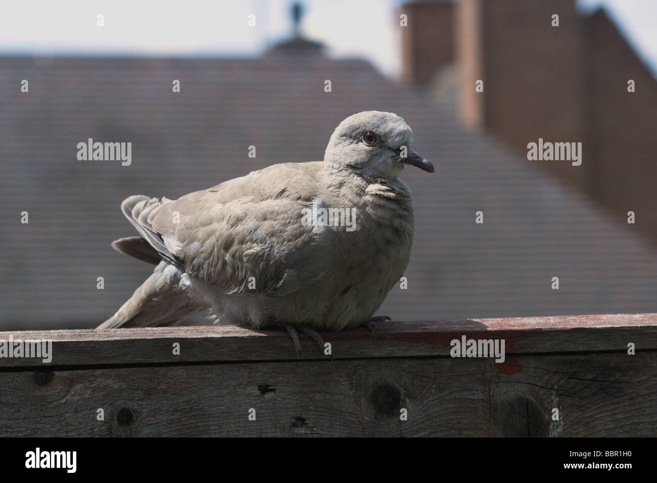 Young Collared Dove perched on garden fence Stock Photo Alamy