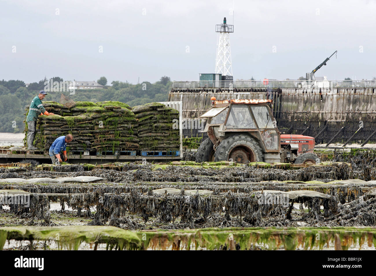 GATHERING OYSTERS, OYSTER BED, CANCALE, ILLE-ET-VILAINE (35), FRANCE Stock Photo