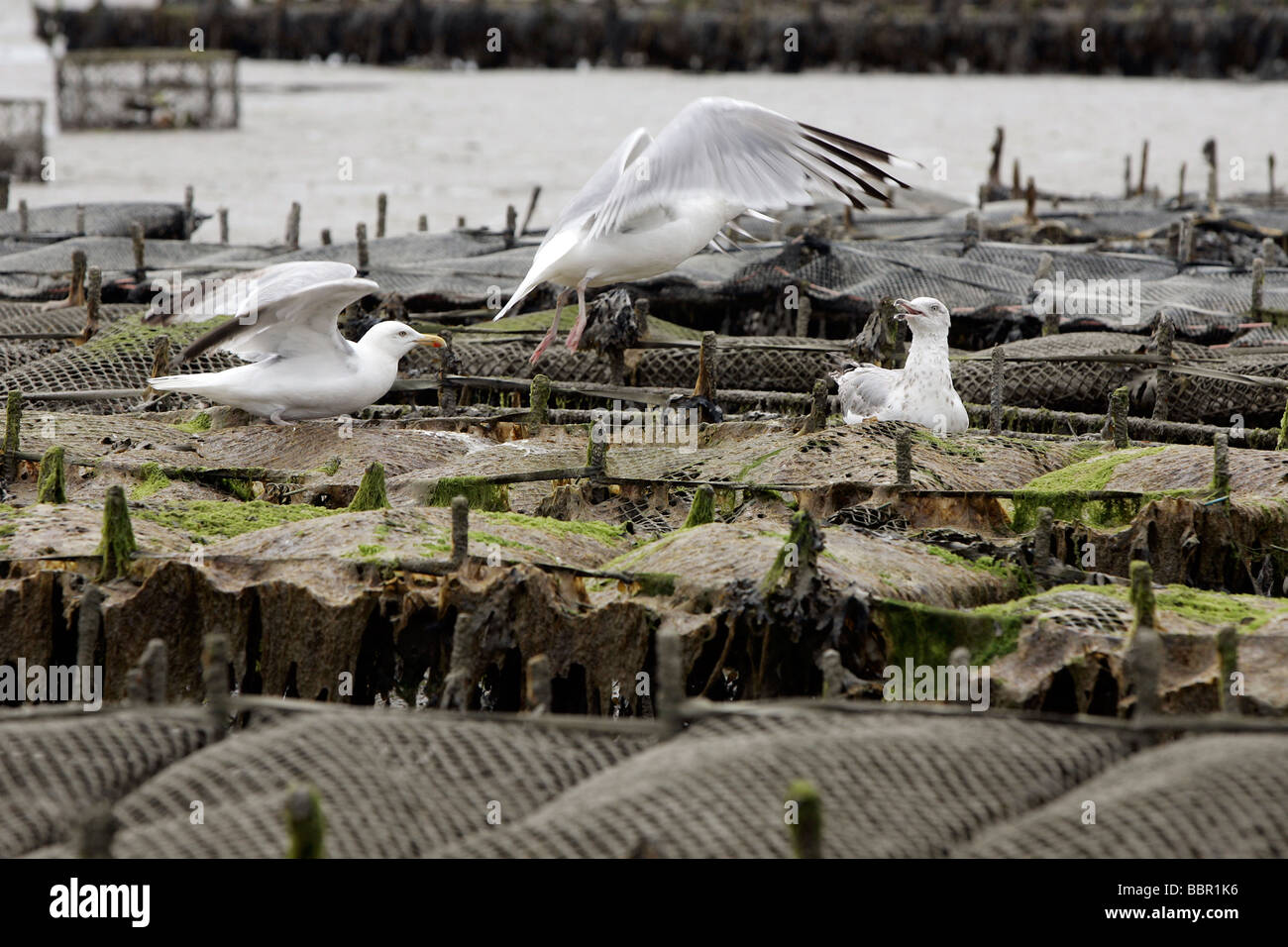 SEAGULLS OVER THE OYSTER BEDS, CANCALE, ILLE-ET-VILAINE (35), FRANCE Stock Photo