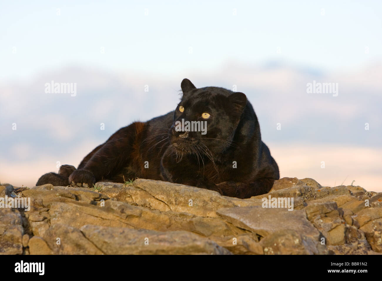 Black and while leopard hi-res stock photography and images - Alamy