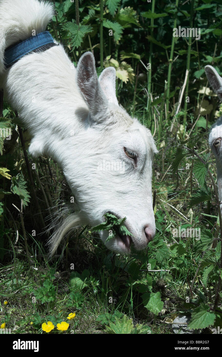 Saanen goat eating nettles Stock Photo Alamy