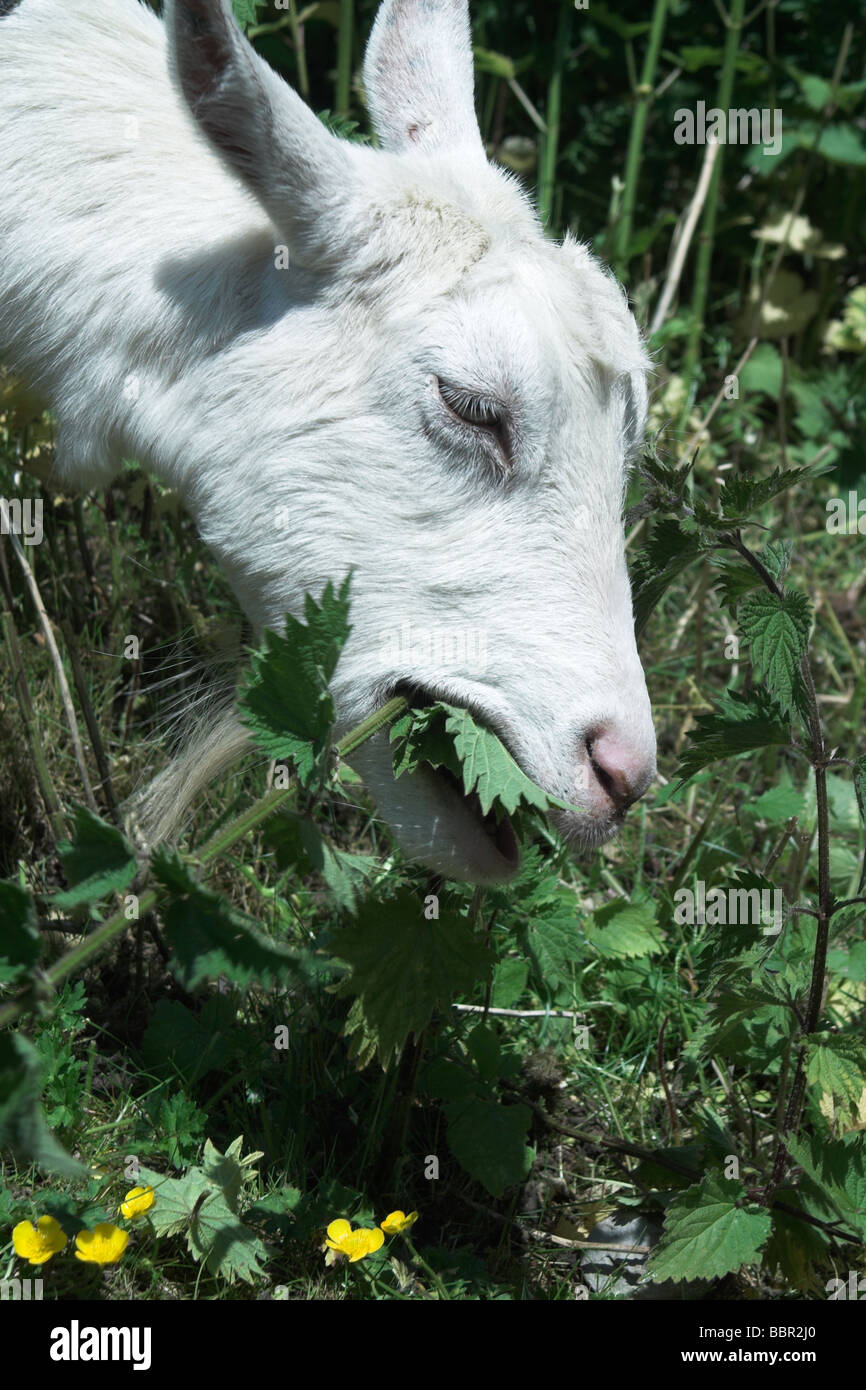 Saanen goat eating nettles Stock Photo Alamy