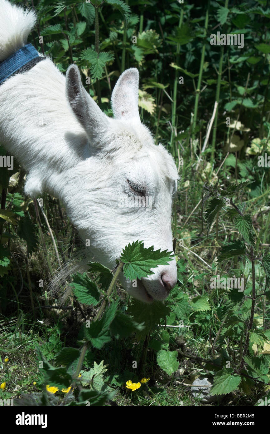 Saanen Goat eating nettles Stock Photo Alamy