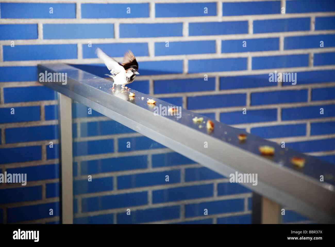 Sparrow escaping with food from a balcony Stock Photo Alamy