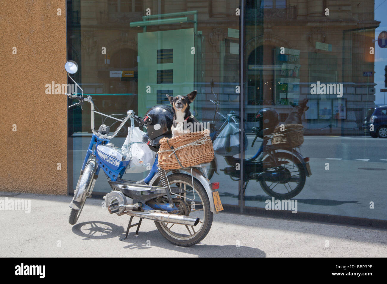 Dog sitting in basket on the back of a moped Stock Photo Alamy