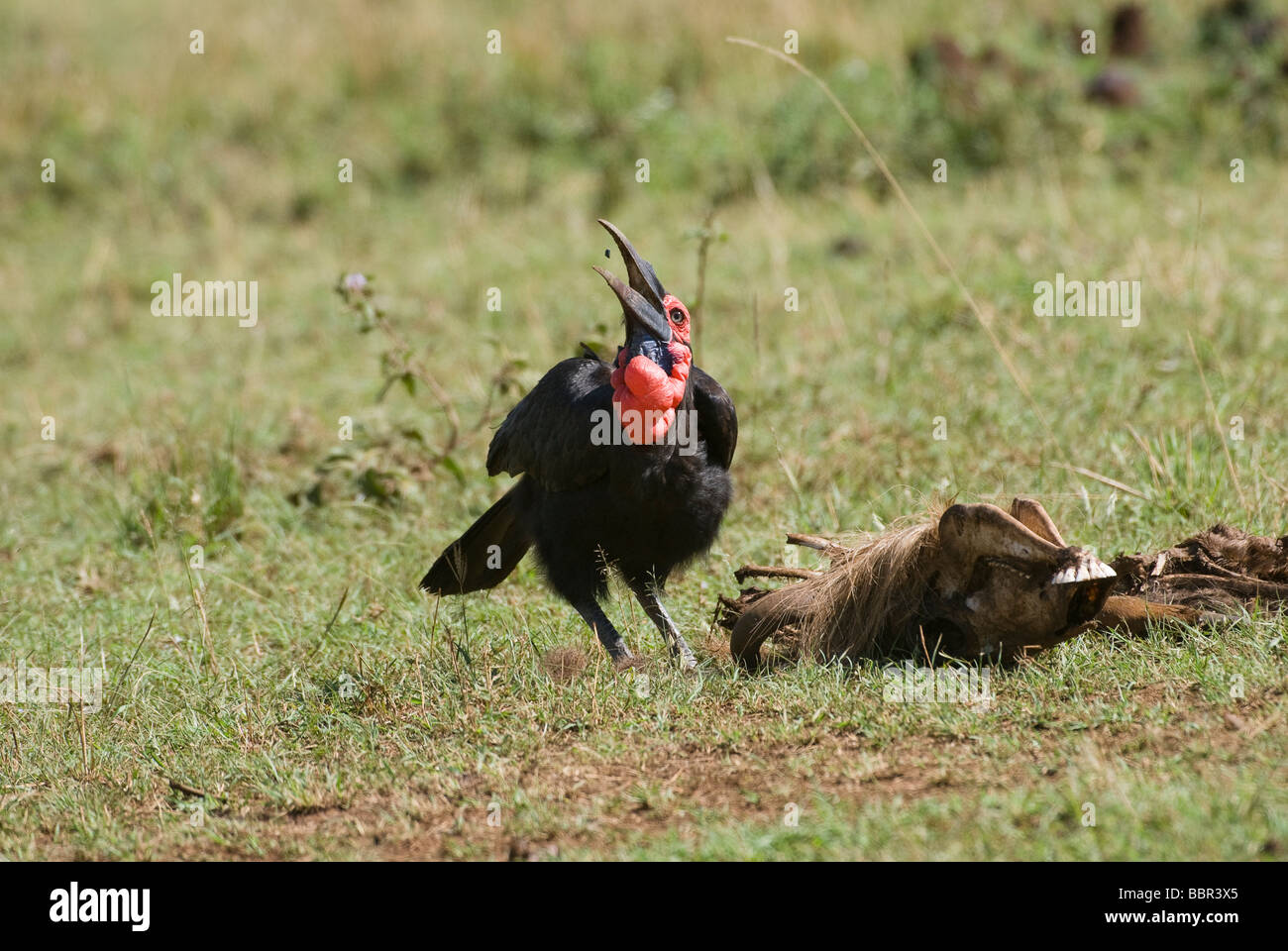 Southern Ground hornbill Bucorvus leadbeateri Masai Mara NATIONAL RESERVE KENYA East Africa Stock Photo