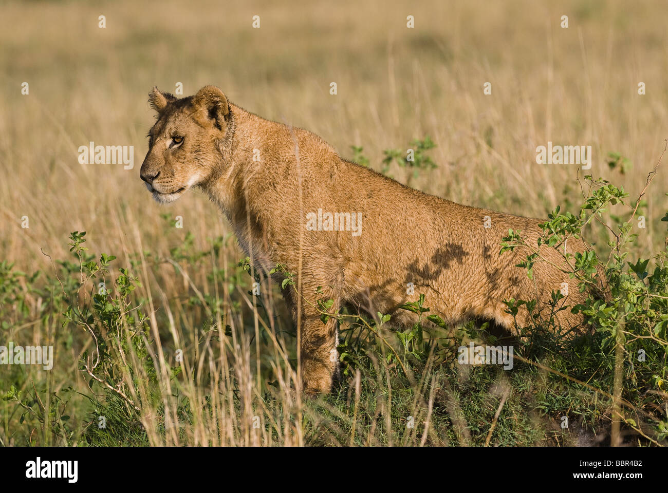 young lion Panthera leo Masai Mara KENYA East Africa Stock Photo - Alamy