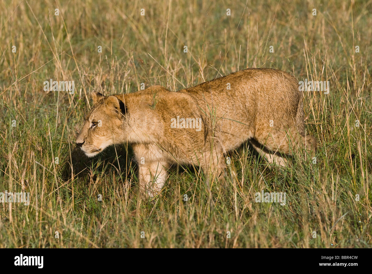 young lion Panthera leo Masai Mara KENYA East Africa Stock Photo - Alamy