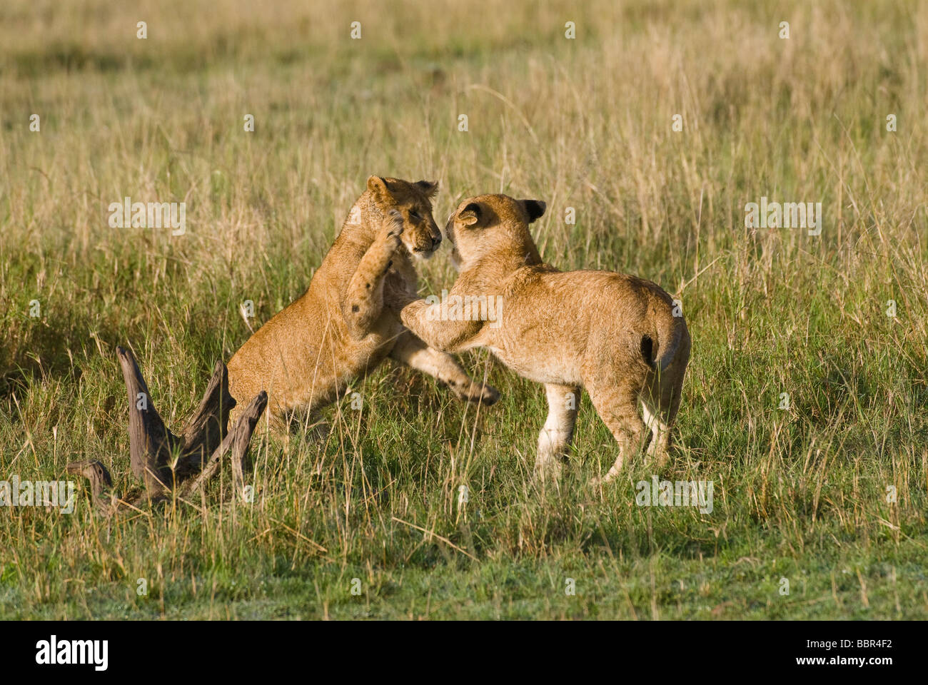 young lion Panthera leo Masai Mara KENYA East Africa Stock Photo - Alamy