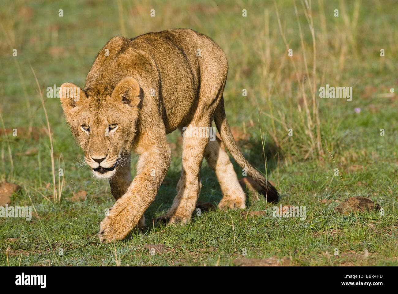 young lion Panthera leo Masai Mara KENYA East Africa Stock Photo - Alamy