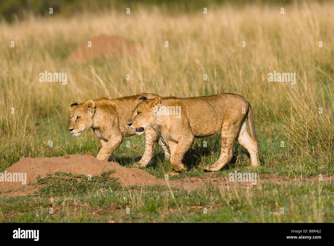 young lion Panthera leo Masai Mara KENYA East Africa Stock Photo - Alamy
