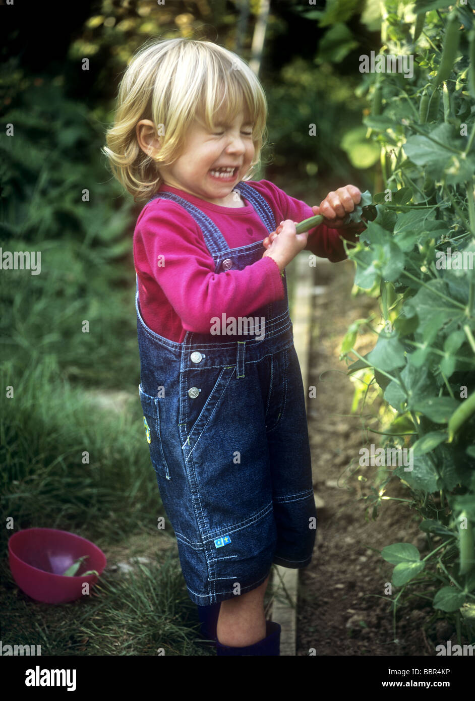 Toddler pulling pea pod from plant Stock Photo - Alamy