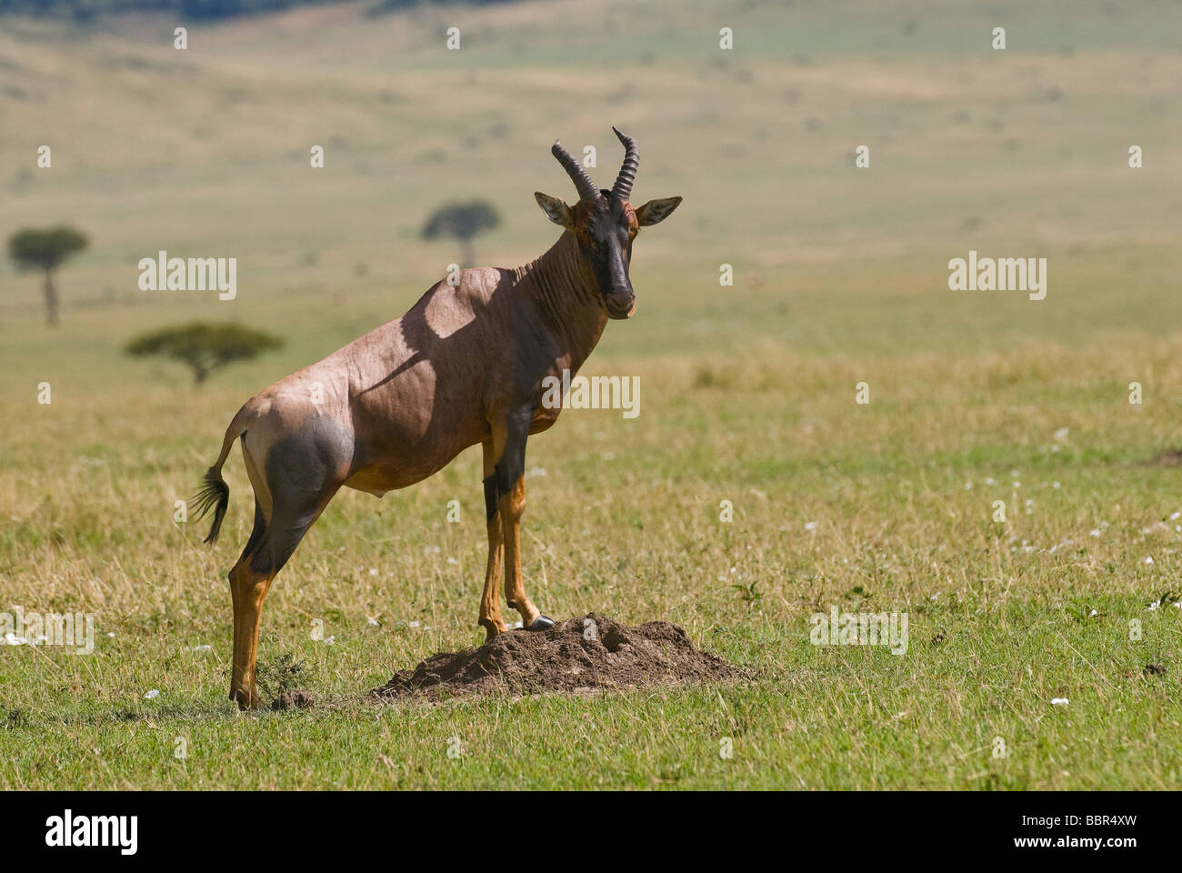 Topi Damaliscus lunatus Masai Mara NATIONAL RESERVE KENYA East Africa Stock Photo