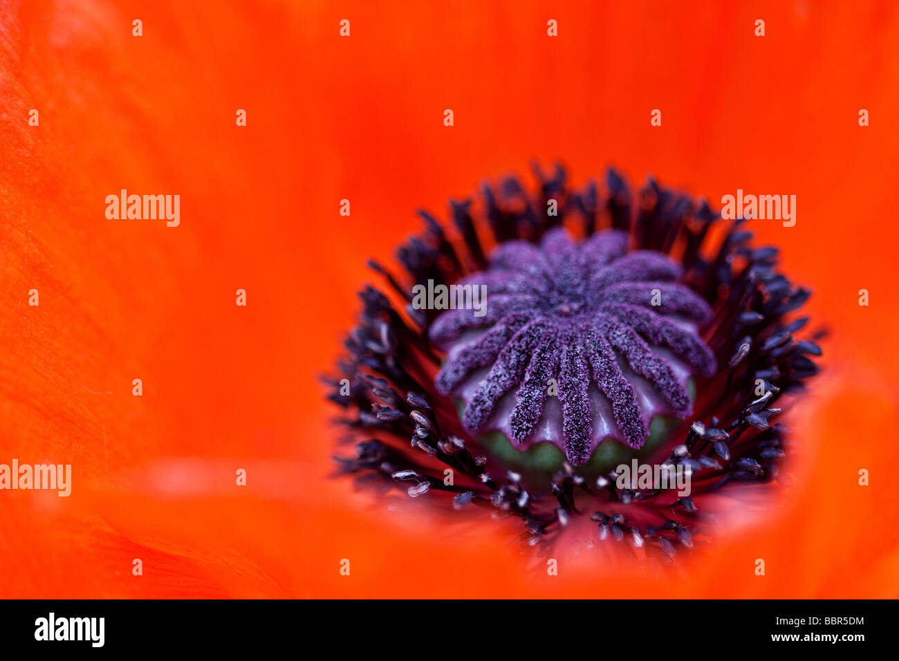 Poppy, Red Poppy, Red Oriental Poppy Flower (Papaver Orientale) Stock Photo