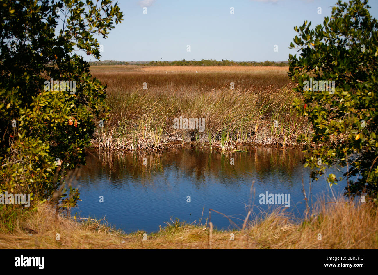 Florida Everglades National Park grasses and water. Stock Photo