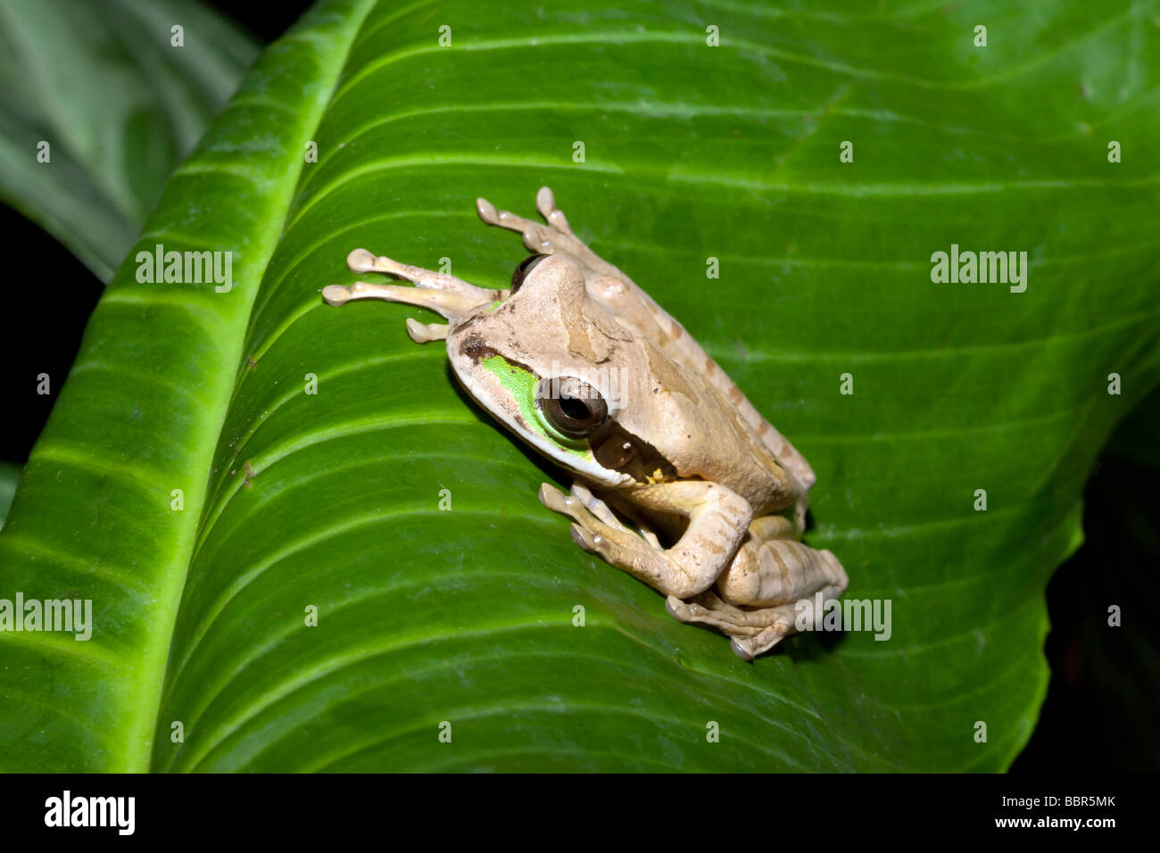 Masked Tree Frog Cost Rica Palm Smilisca phaeota Stock Photo Alamy