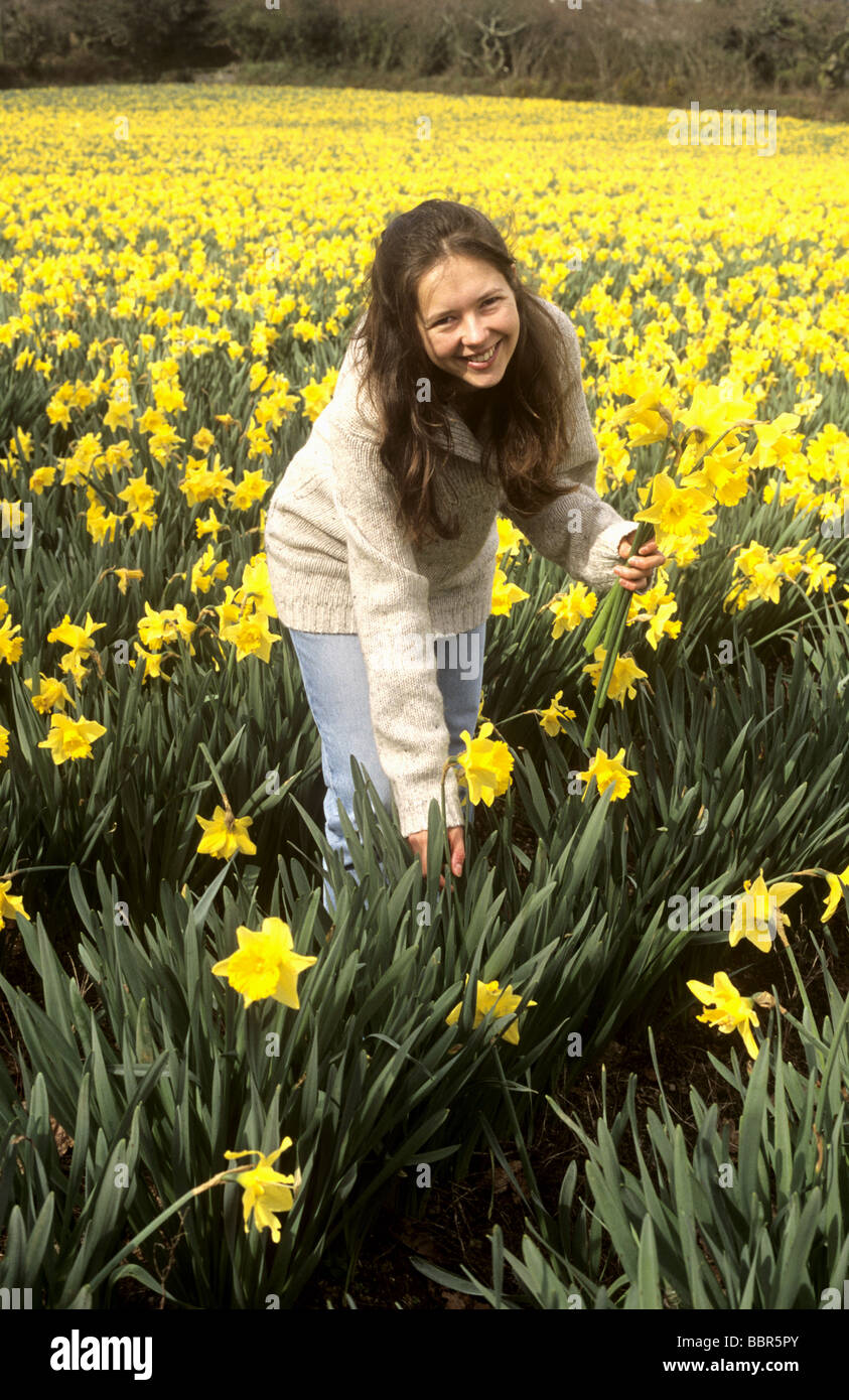Young woman picking daffodils in a Cornish field in spring, Cornwall, UK Stock Photo