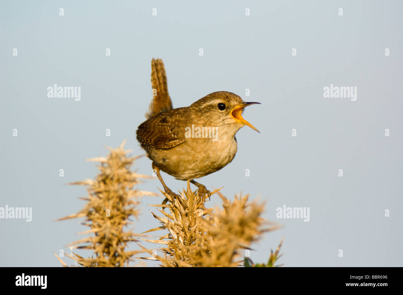Wren Troglodytes troglodytes perched on and singing from a gorse bush Ulex europaeus against a blue sky Stock Photo