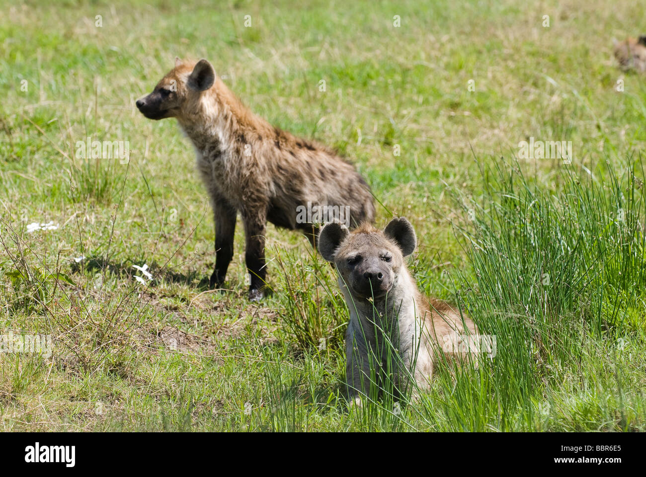 Spotted Hyena Crocuta crocuta Masai Mara NATIONAL RESERVE KENYA East Africa Stock Photo