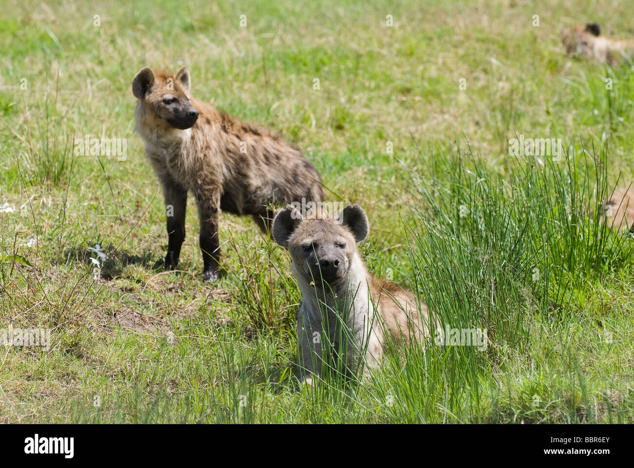 Spotted Hyena Crocuta crocuta Masai Mara NATIONAL RESERVE KENYA East Africa Stock Photo