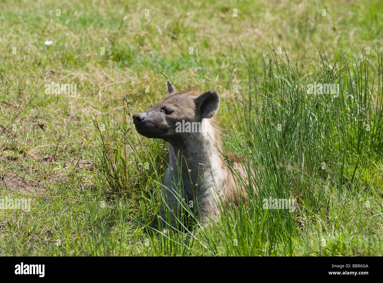 Spotted Hyena Crocuta crocuta Masai Mara NATIONAL RESERVE KENYA East Africa Stock Photo