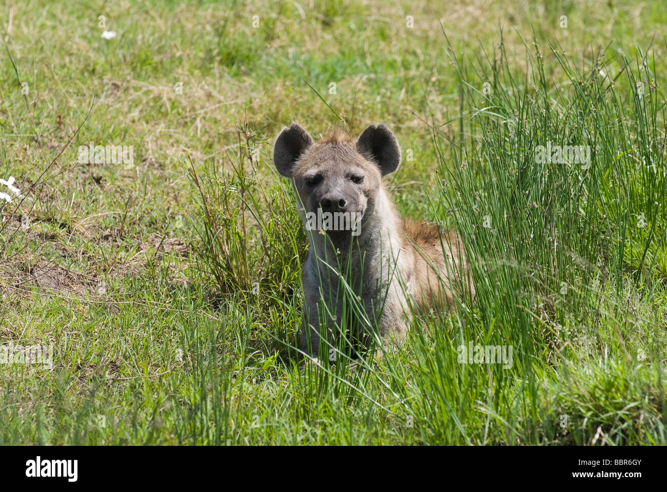 Spotted Hyena Crocuta crocuta Masai Mara NATIONAL RESERVE KENYA East Africa Stock Photo