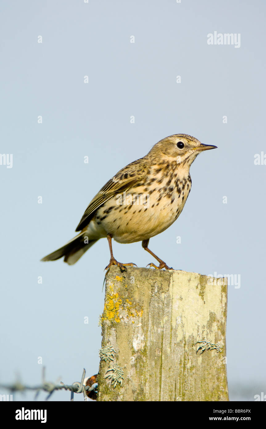 Meadow Pipit Anthus pratensis perched on a barbed wire fence post on farmland against a blue sky Stock Photo