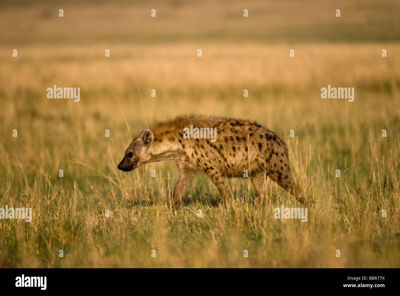 Spotted Hyena Crocuta crocuta Masai Mara NATIONAL RESERVE KENYA East Africa Stock Photo