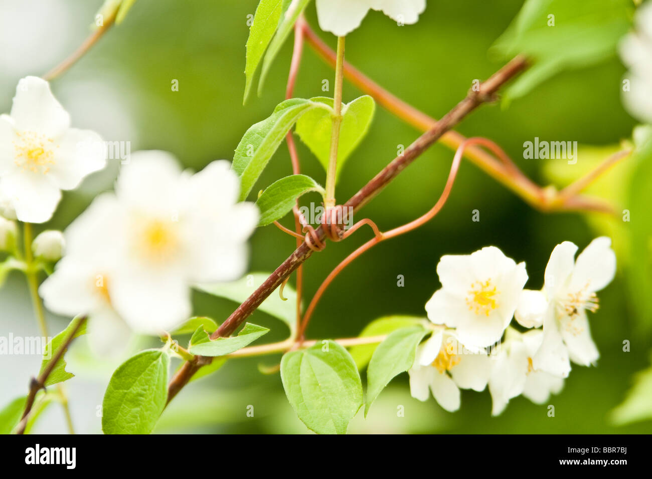 Macro springtime grapevine tendril,amongst white flowers Stock Photo