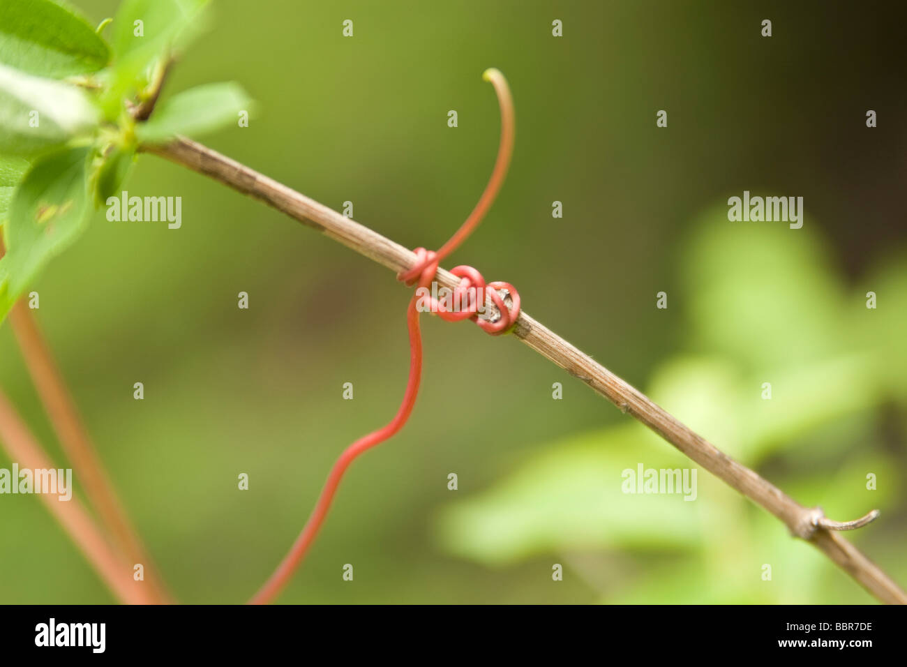 Macro springtime grapevine tendril, Stock Photo