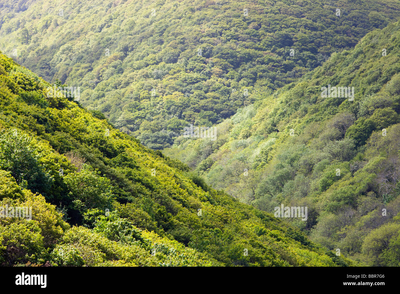 A wooded valley between Heddons mouth and Hunters Inn on the north