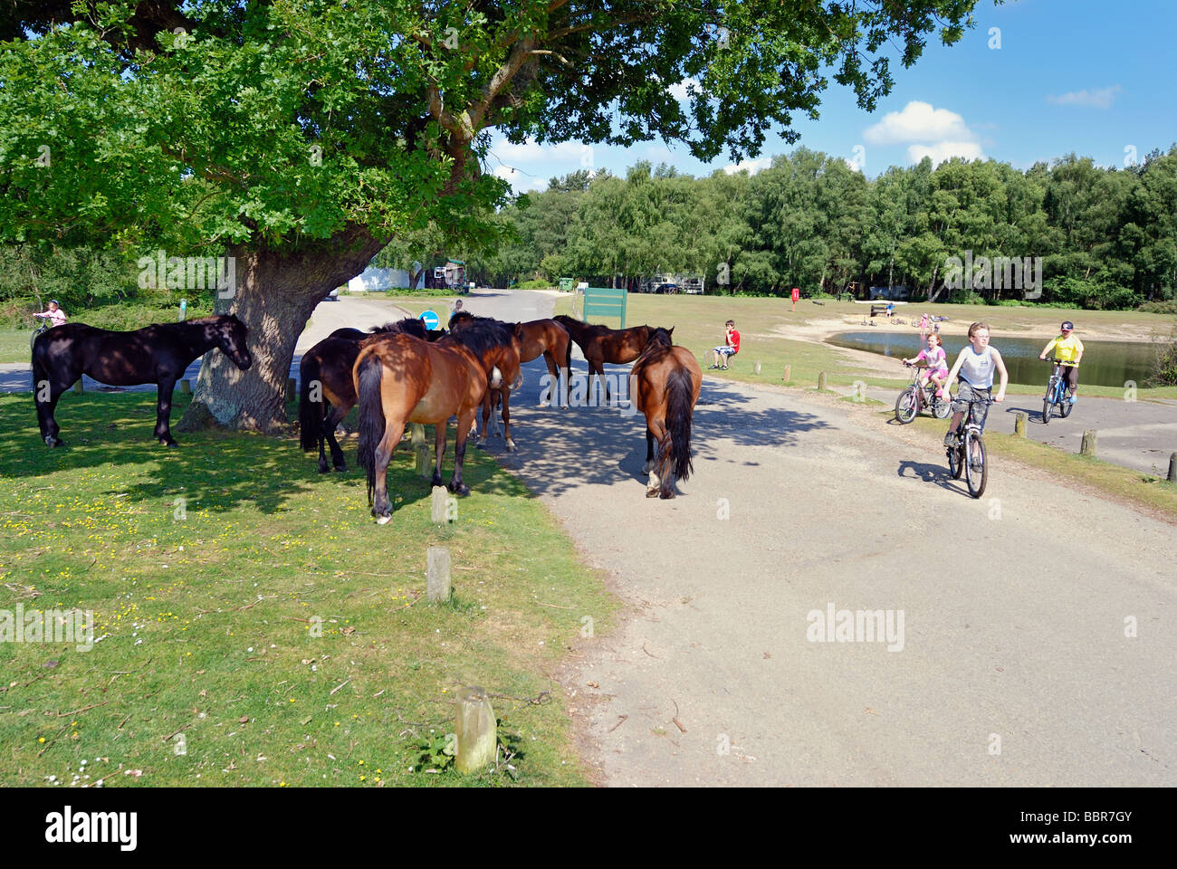 Children cycling past horses at a campsite in the New Forest Stock Photo