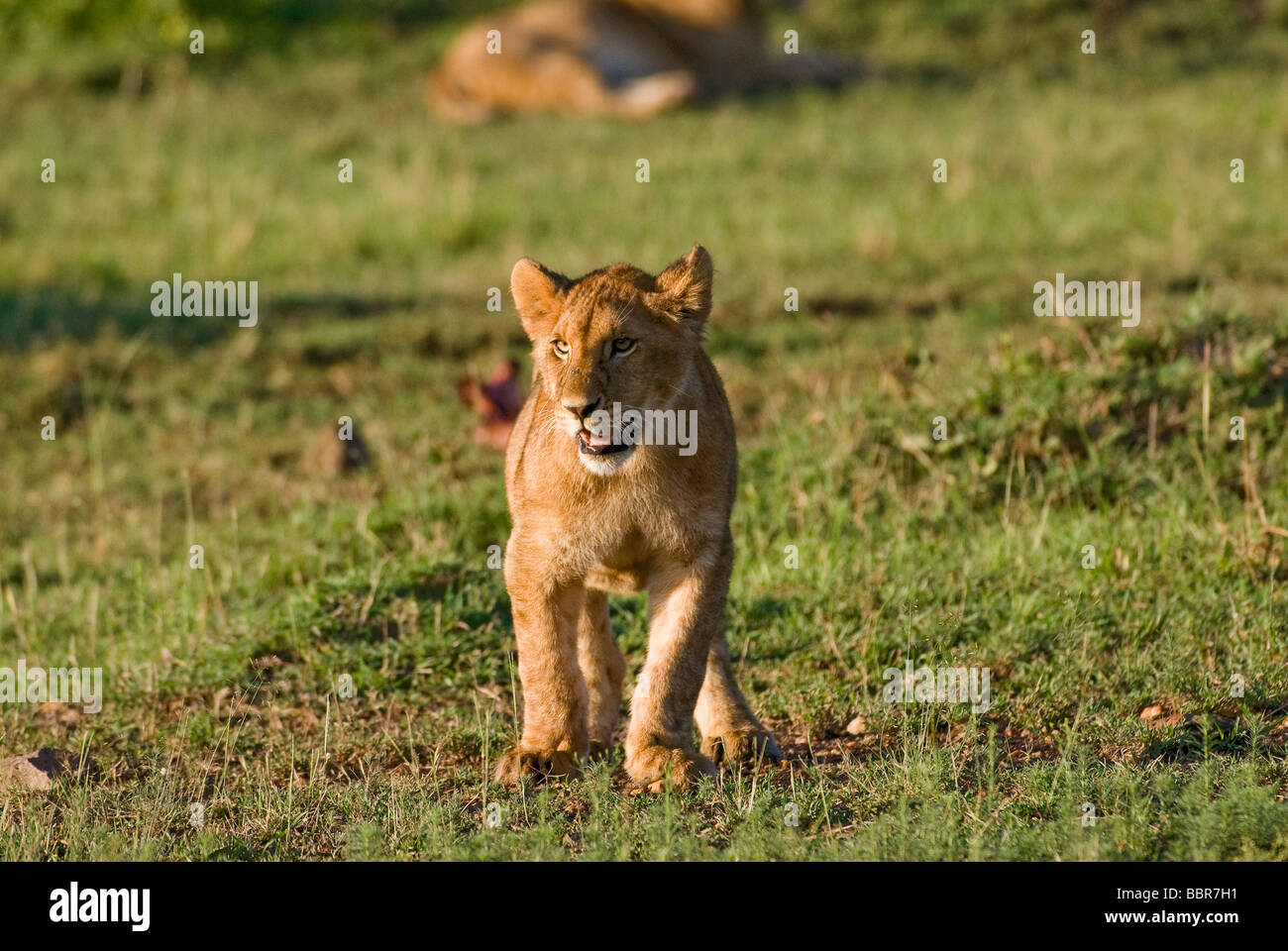 young lion Panthera leo Masai Mara KENYA East Africa Stock Photo - Alamy