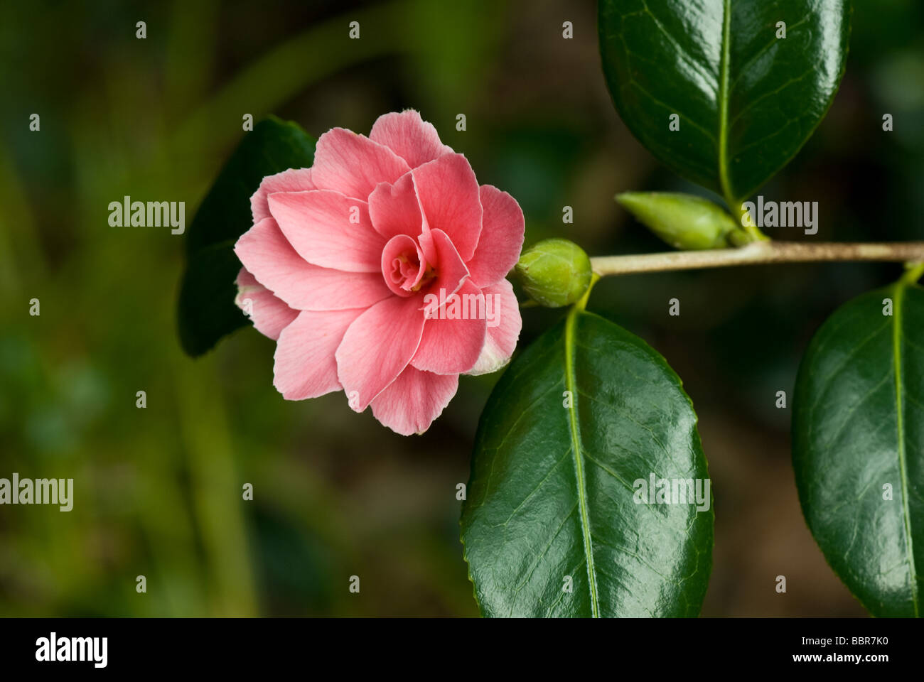Camelia, Japonica 'Billie mcCskell' Stock Photo
